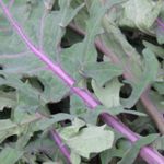 Kale Red Siberian - On Sale. Contact us about bulk orders. Cold tolerant. The plant grows easily and quickly and makes it excellent winter greens that are high in nutrients and flavour. A must-have for any Salad Garden. - Click for more details!